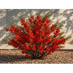 Dulovec japonský (Chaenomeles superba) ´FIRE DANCE´  - výška 60-80 cm, kont. C3L